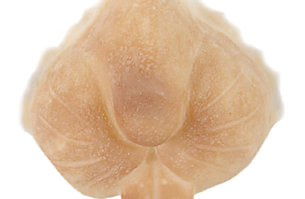 Latex Neuzen & Applicaties