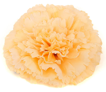 Di Bartelomeo Anjer Oranje met elastiek en speld