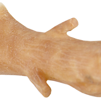 Grimas Grimas Latex Boom Neus