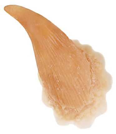 Grimas Grimas Latex Hoorns