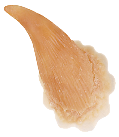 Grimas Grimas Latex Hoorns