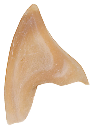 Grimas Grimas Latex Puntige Oren