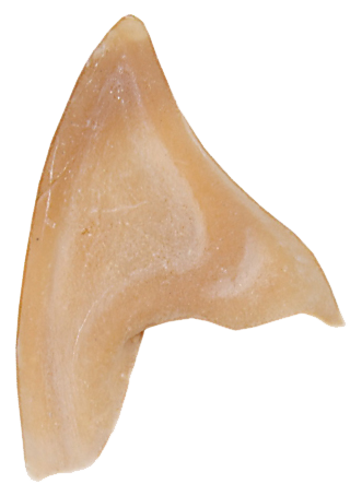 Grimas Grimas Latex Puntige Oren