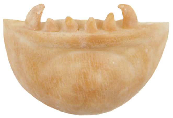 Grimas Grimas Latex Weerwolfkin